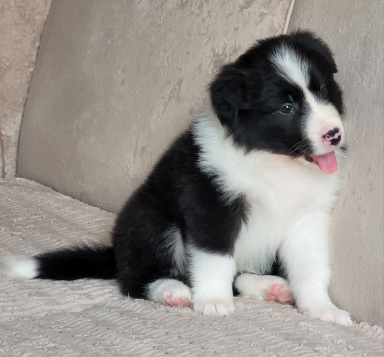 Border Collie Piesek  Zaprasza