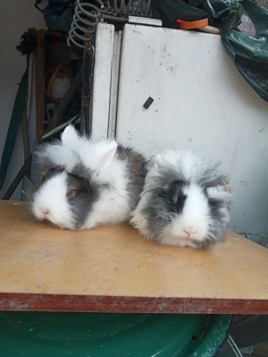 Міні Кріль декоративний