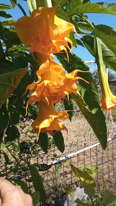 Бругмансія (бругмансия)