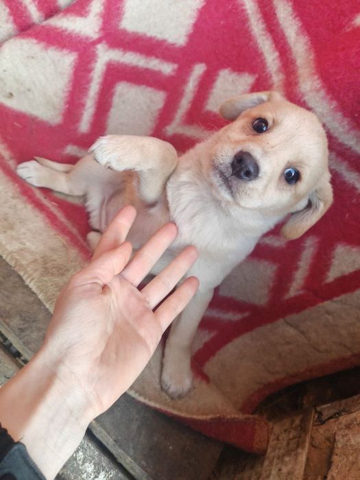 Віддам цуценят в хороші руки