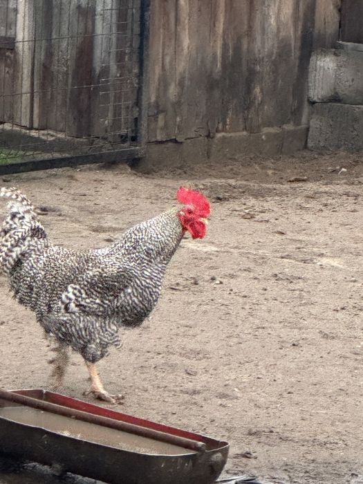 Koguty rossa sprzedam