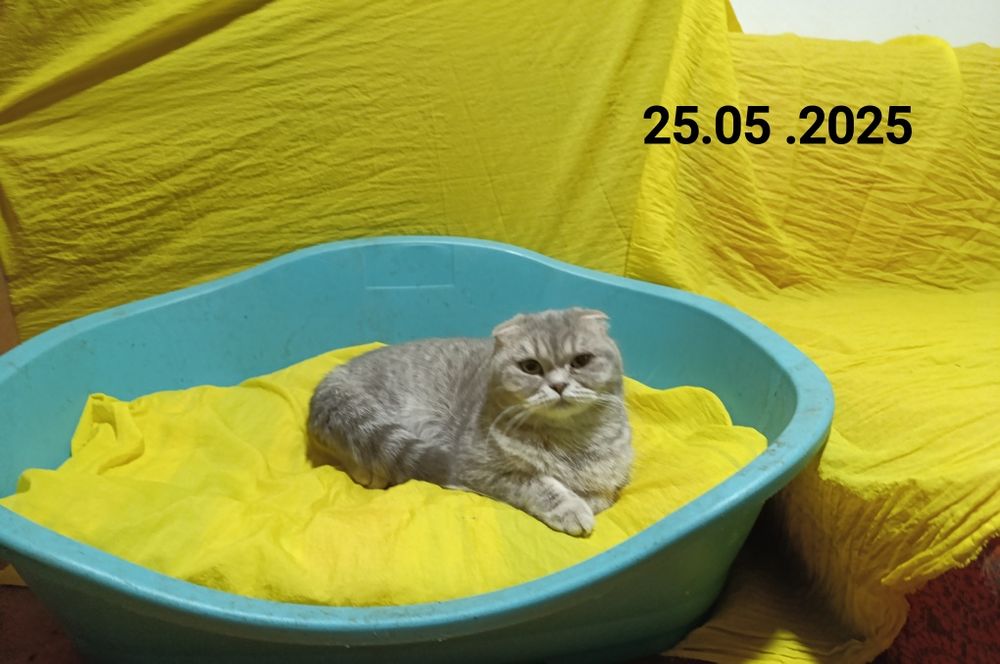 Ліквідація дівчата і хлопці