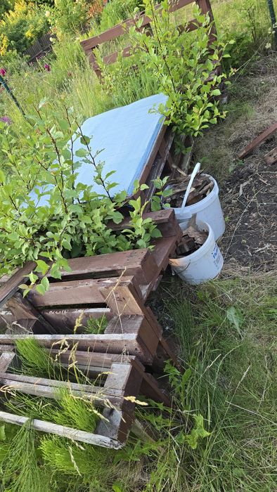 Drewno palety oddam za darmo