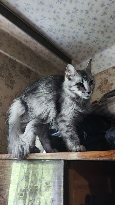 Кіт та кішка в добрі руки