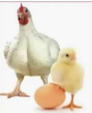 Продам інкубаційне яйце бройлера.