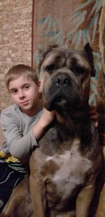 Кане Корсо вязка