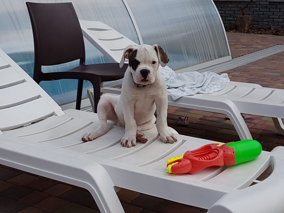 Предлагаю для вязки породистого  кабеля американского бульдога.