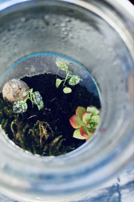 Terrario (Moss & Mist)