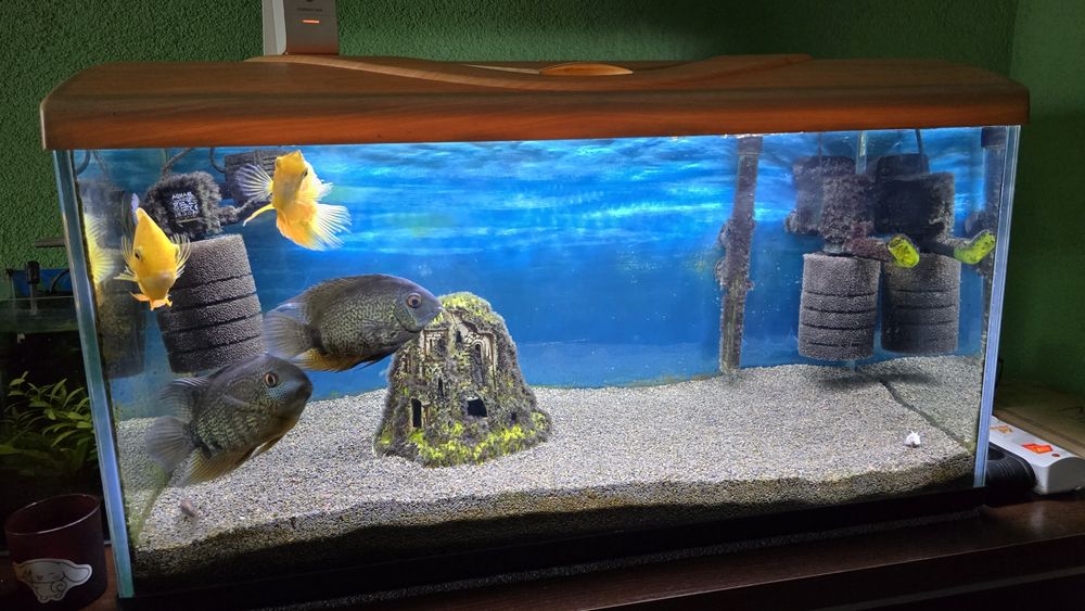 Sprzedam akwarium lub jak również posłuży do terrarium.