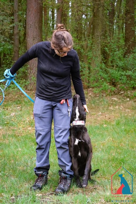 Sila 234/24 - SZUKA DOMU!