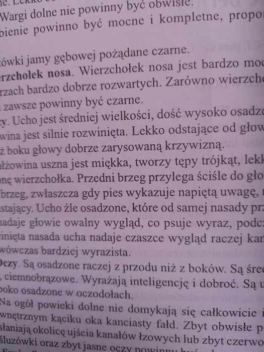 Bernardyn  Andrzej Marciniec