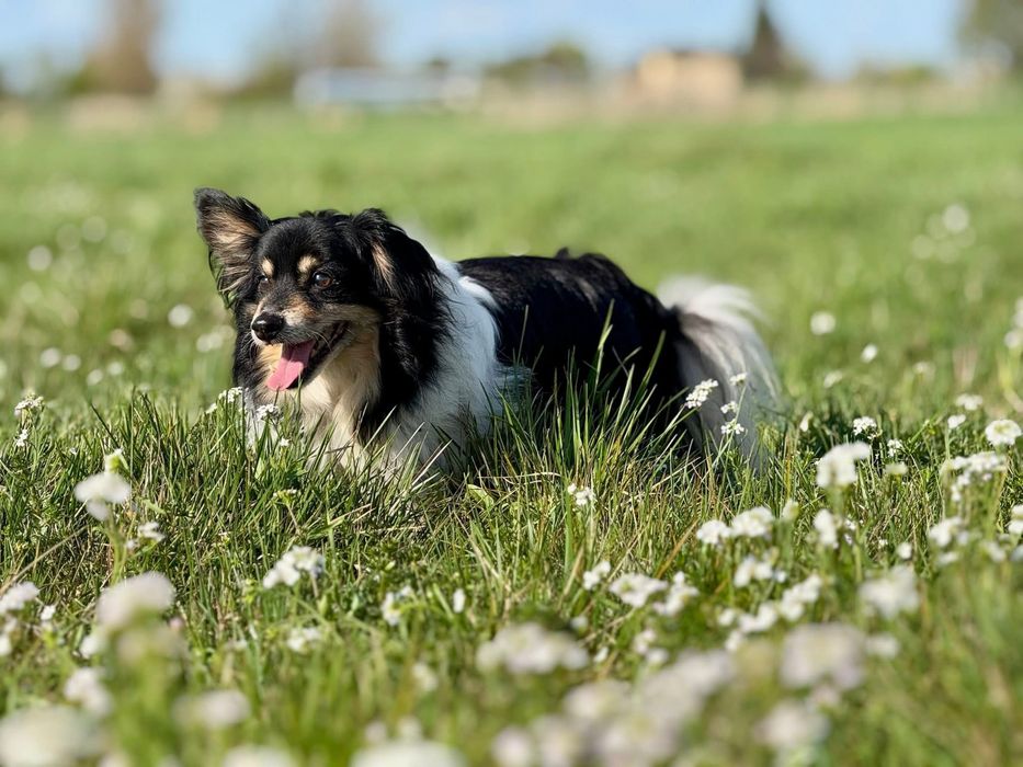 Benio, starszy, przyjazny piesek szuka domu