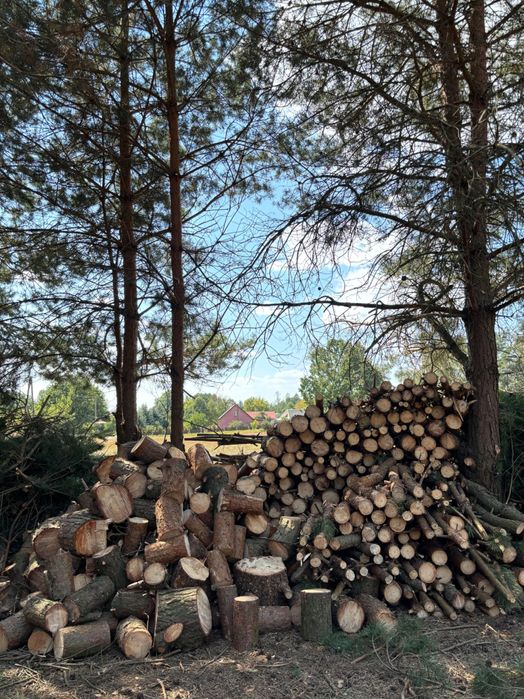 Sosna na opał na sprzedaż