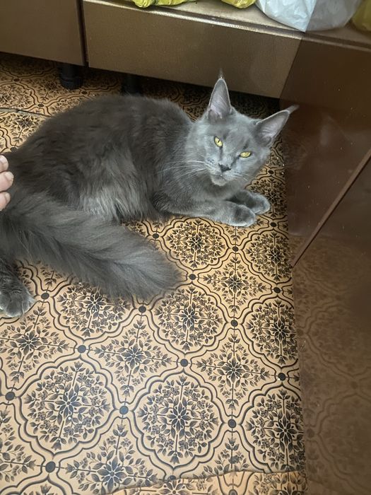 Котята мейн кун девочки