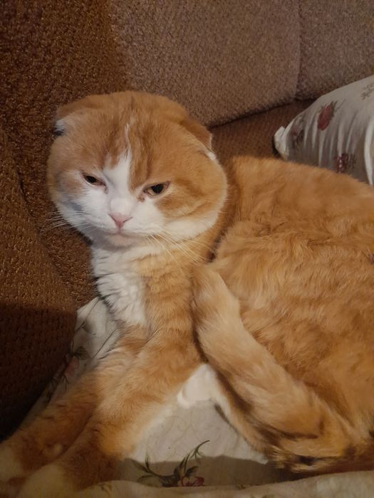 Відам у добрі руки весловухого кота