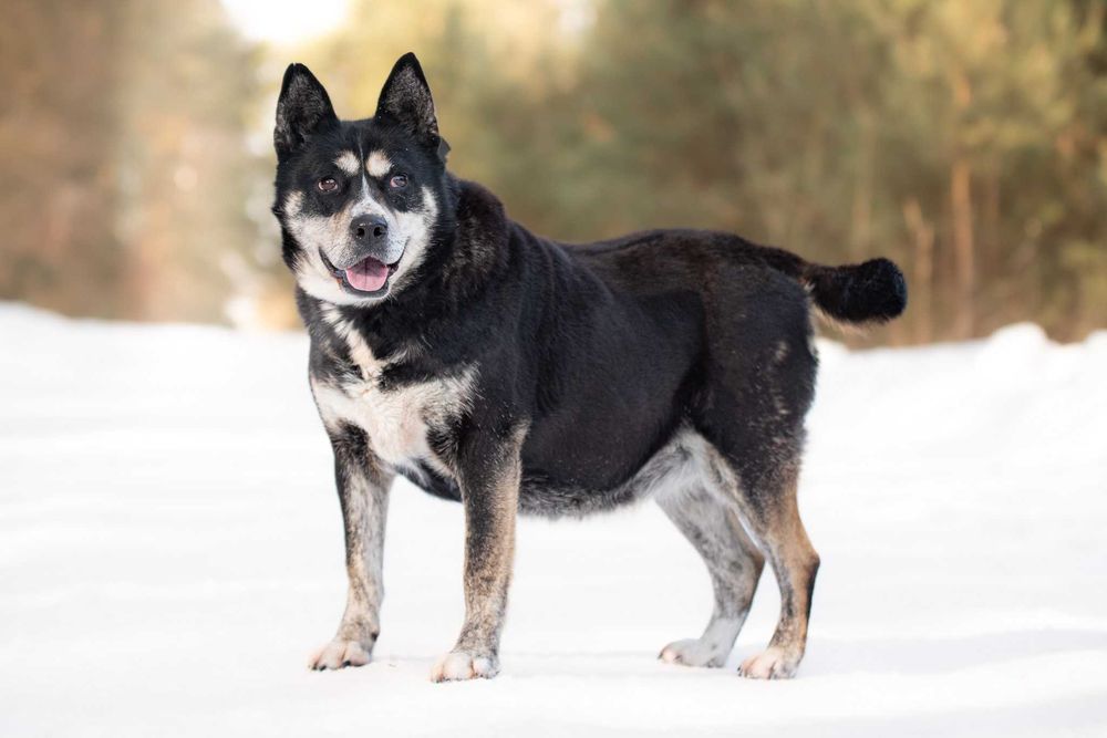 towarzyska i przytulaśna ANSIMA