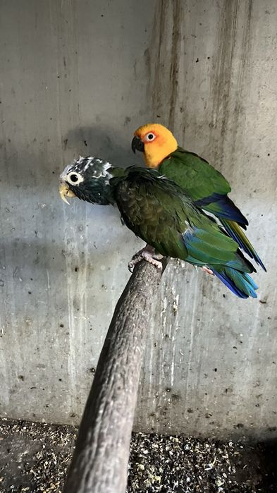 Grande alexandre e pionus sinilus