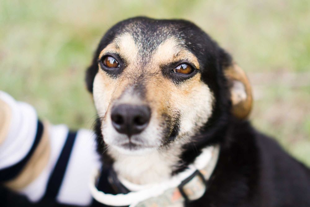 3 letni Miki szuka domu!