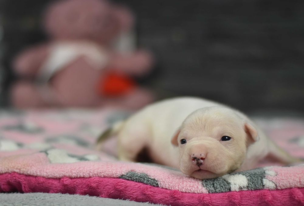 Suczka Amstaff "Bajka" ZKwP FCI po Interchampionach!