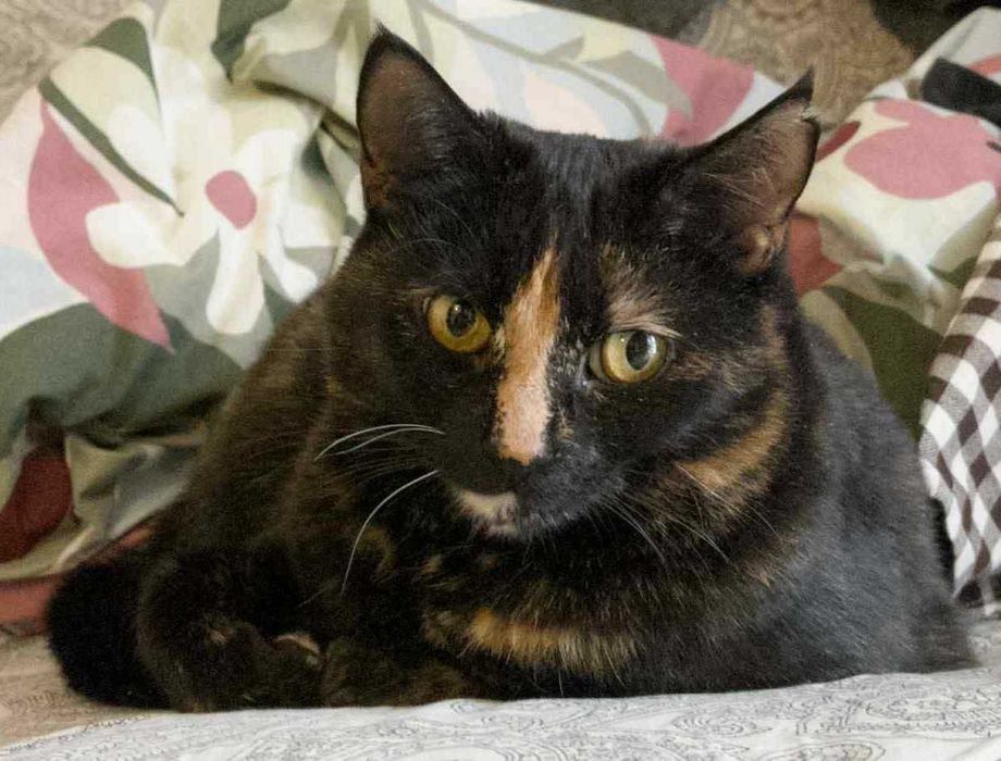 Cynamonka szuka spokojnego domu