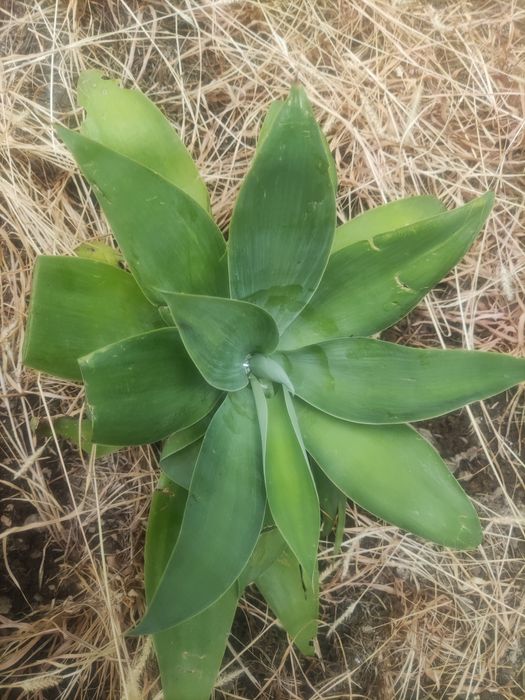 Agave attenuata ou agave-dragao