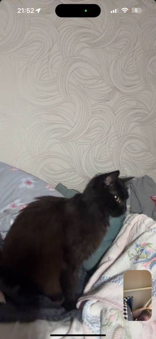 Пропав кіт Люцик