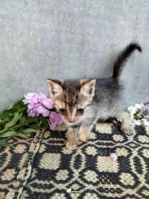 Котята,кошенята,котіки,маленькі коти