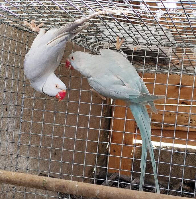 Casais de ring necks adultos