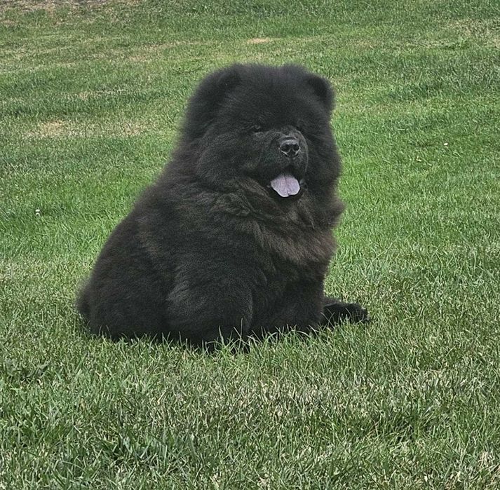 Chow Chow Gabi z rodowodem