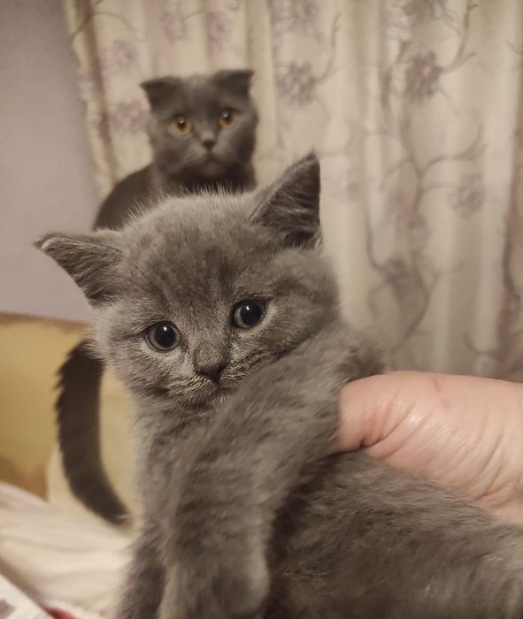 Котята , кот,кошка