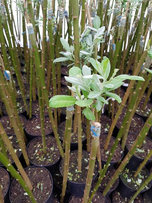 Wierzba Mount Aso, hakuro Nishiki Helvetica Iona