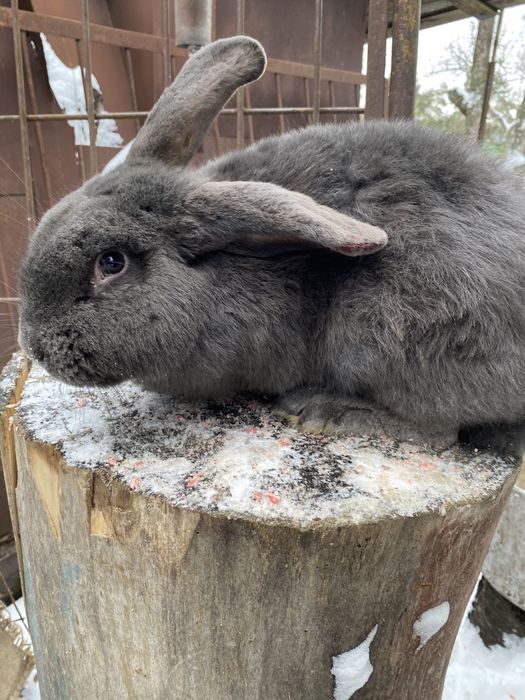 Кріль  порода «Віденьский голубий»