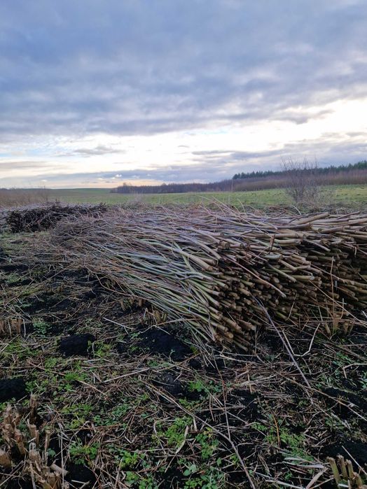 Sprzedam Faszynę wierzbową