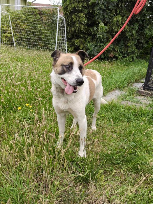 Mango - pies do adopcji