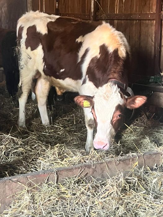 Sprzedam byka  rocznego ponad 400 kg