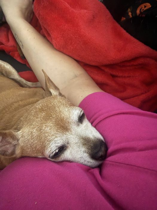 Do adopcji poleca sie pinczer  miniatura