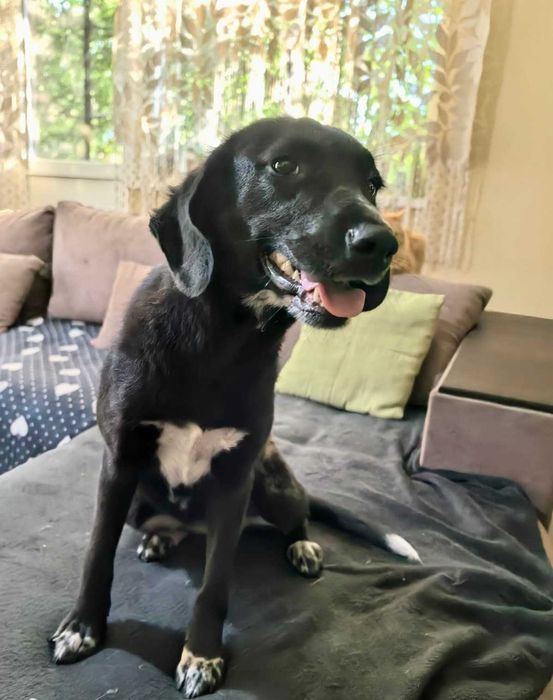 BALBINKA 11 kg  może mieszkać z KOTEM uratowana w Bułgarii