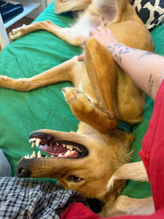 Cão macho jovem para adoção responsável