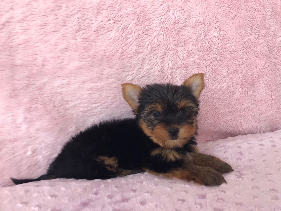 Yorkshire Terrier Fêmea