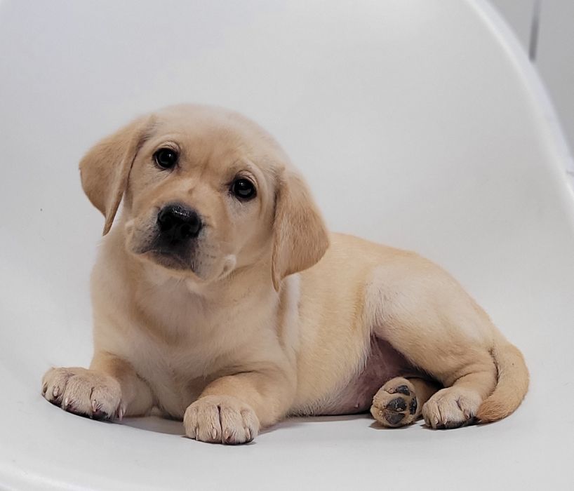 Labrador bege femea