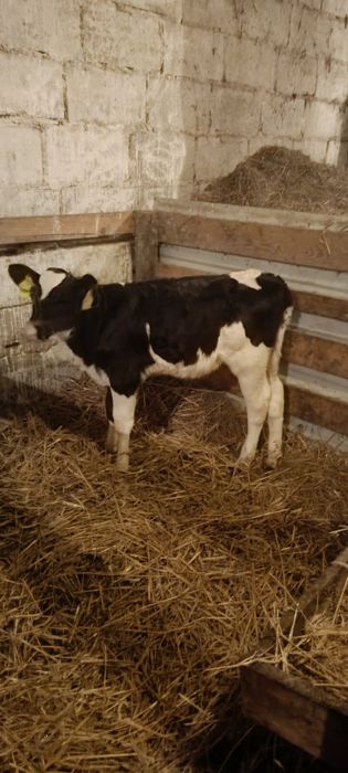 Sprzedam jałoszkię 7 tygodni