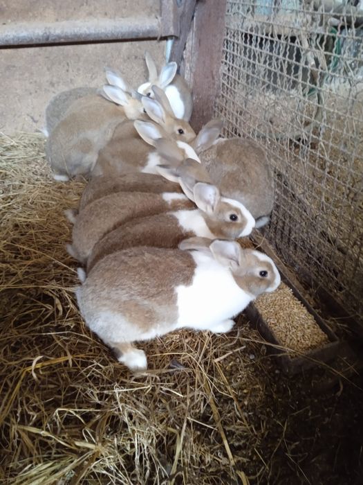 Coelhos  com 2 messes