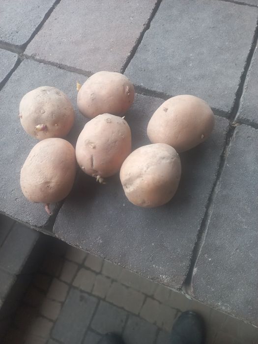 Ziemniaki Bellarosa kaliber od 3 -5 cm