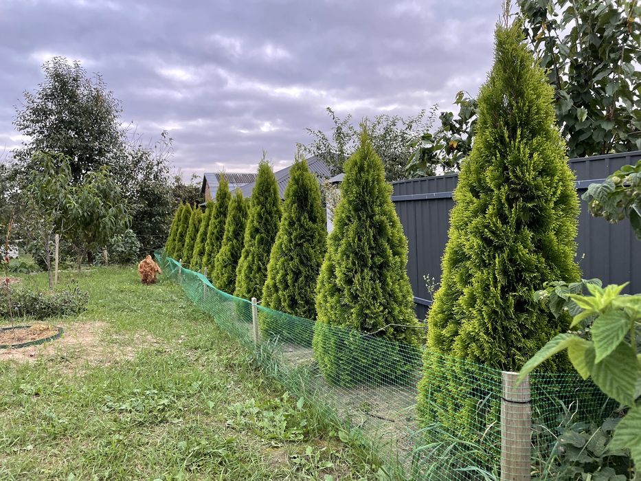 Туї Голден смарагд 11шт. пишні 150см.