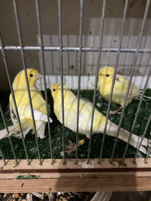 Kanarki Harceńskie samce i samice