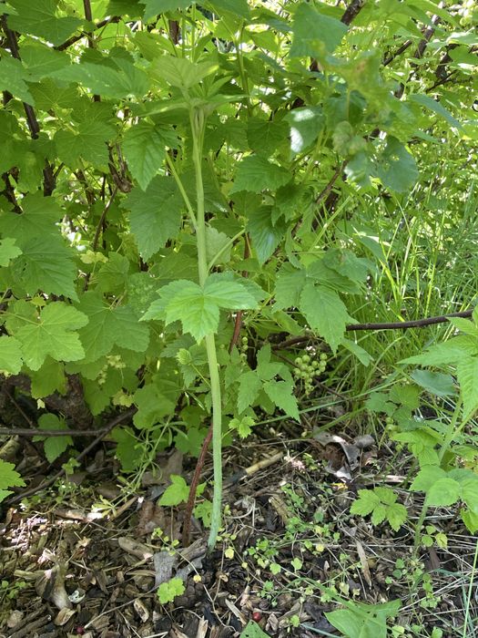 Sadzonka maliny czerwonej kopana z gruntu