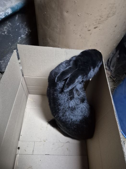 Продам кроликів в наявності 4шт