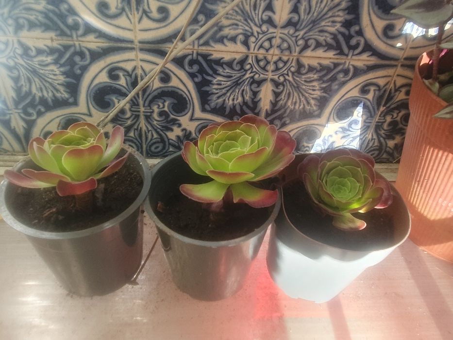 Planta natural com vaso a 1 euro cada