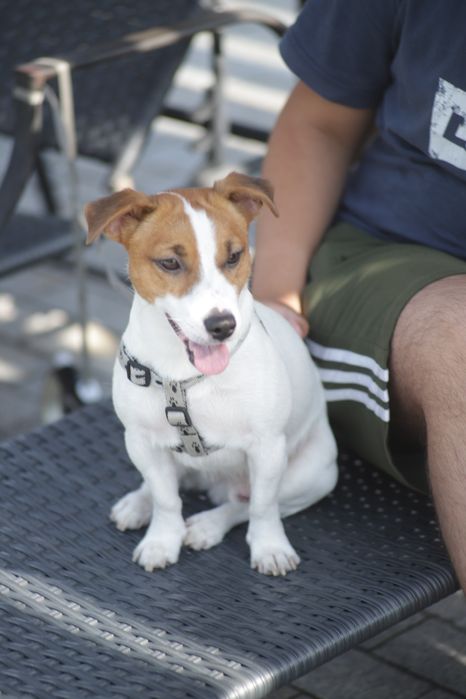 Кабель  Джек рассел терьер