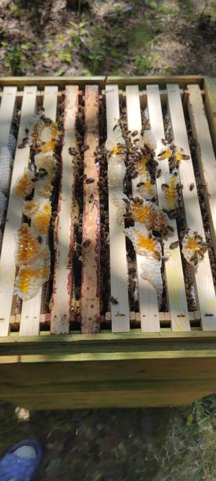 Бджолопакети,бджолосімї,бджоли, карніка,доставка